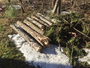 Pile of logs from the downed tree.