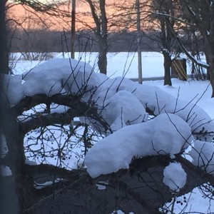 Snow accumulation on a tree in April.