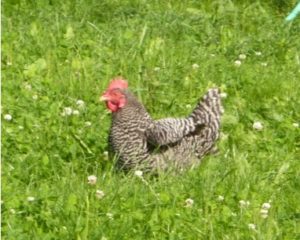 One of our Barred Plymouth Rock Hens in the field.