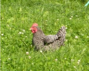 One of our Barred Plymouth Rock Hens in the field.