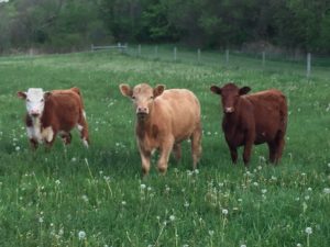 New cows out in the field.