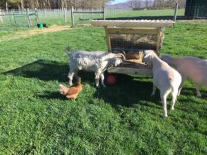 Our new homemade goat feeder in use for the first time.