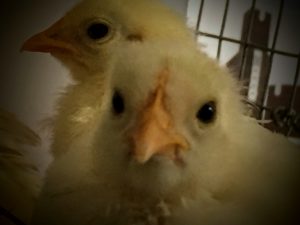 A close-up of our baby white bantam cochin chicks.