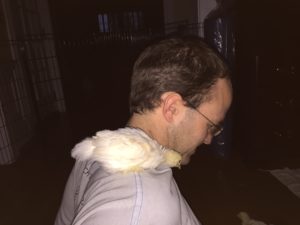 Chick perching on my shoulder.