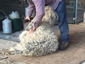 Rascal being sheared in spring 2016.