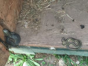 A handful of garter snakes out in the pastures.