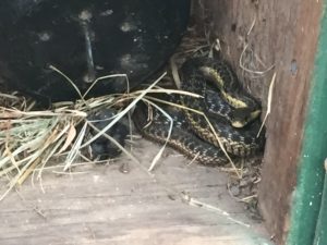 Another garter snake hanging out in a shed.