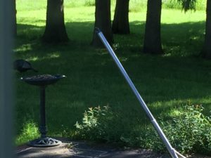 A wild turkey walking out of view in the backyard.