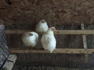 The cochins roosting in the coop.