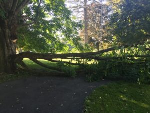 A large piece of one of our old maple trees broke off in the middle of the night.