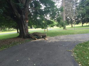 Large piece of the trunk - the last piece to move.