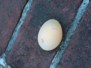 The latest mystery egg.