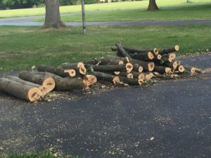 Pile of cut logs on the driveway.