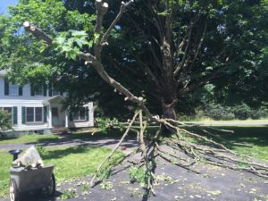 The tree after a couple of hours of work to remove all the small branches and leaves.