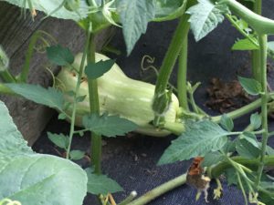 A small butternut squash in the garden (2016).