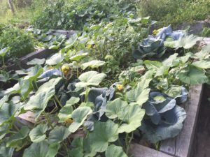 Squash and Cabbages in our garden (2016).