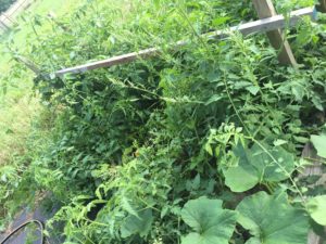 Tomato plants in our garden (2016).