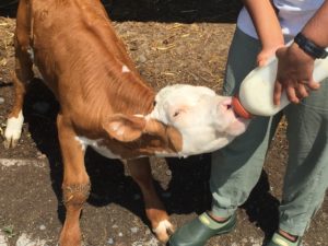 Bert getting bottle fed.