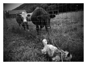 Cows following Penny around the pasture.