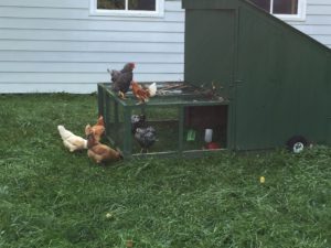 The main flock meets the new hens.