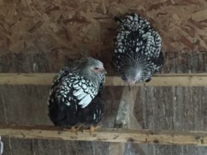 The new hens roost in the coop.