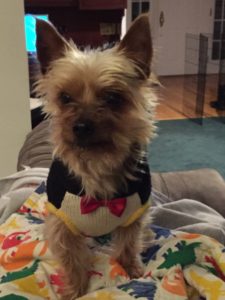 Penny in a sweater.