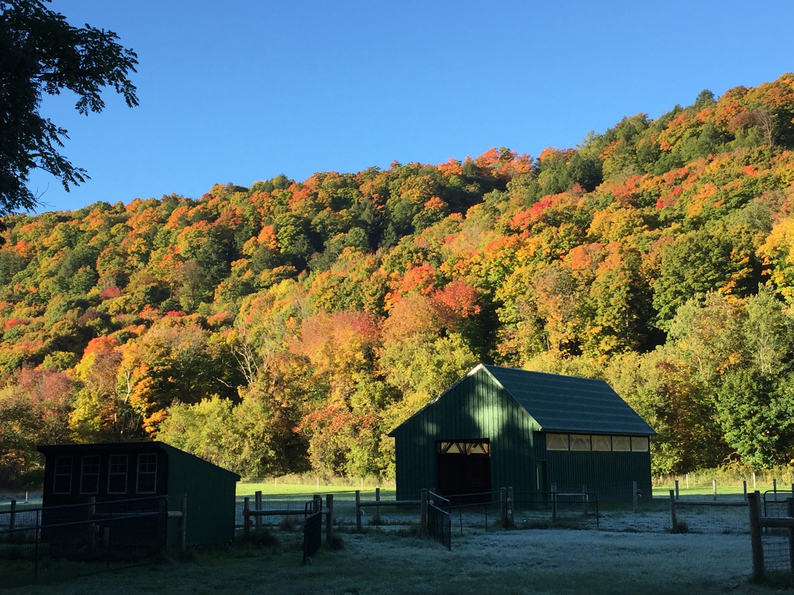 Fall Colors (2016) | Lucky Penny Acres
