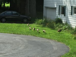 turkeys-1