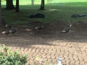 turkeys-2