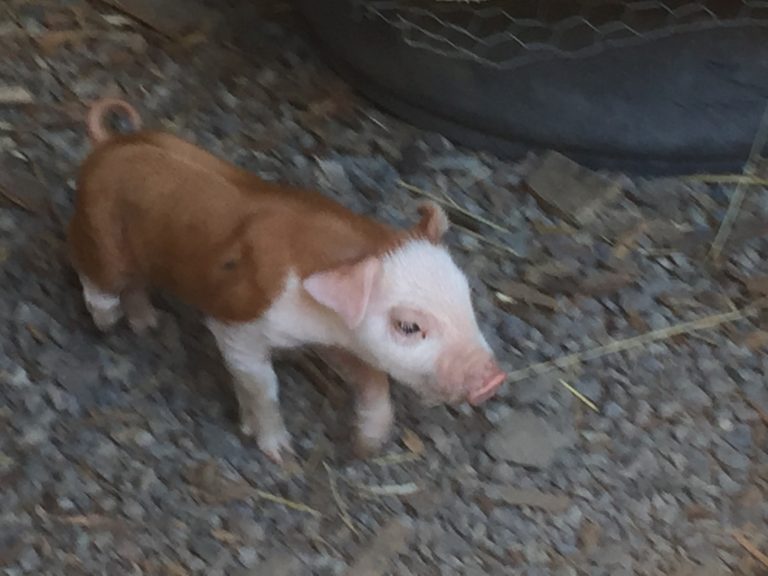 Bottle Feeding Piglets Lucky Penny Acres